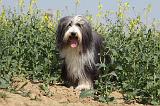 BEARDED COLLIE 204